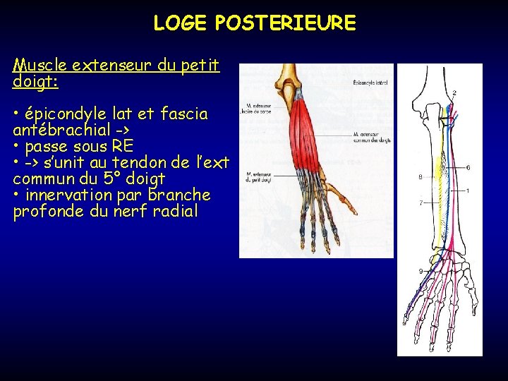 LOGE POSTERIEURE Muscle extenseur du petit doigt: • épicondyle lat et fascia antébrachial ->