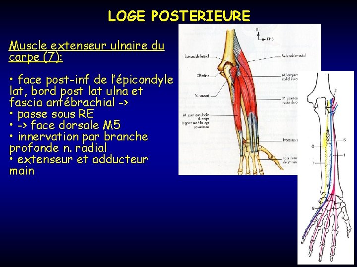 LOGE POSTERIEURE Muscle extenseur ulnaire du carpe (7): • face post-inf de l’épicondyle lat,