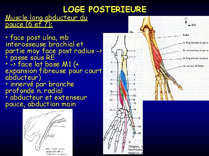 LOGE POSTERIEURE Muscle long abducteur du pouce (6 et 7): • face post ulna,