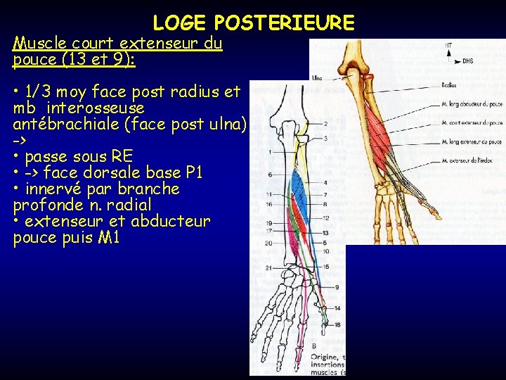 LOGE POSTERIEURE Muscle court extenseur du pouce (13 et 9): • 1/3 moy face