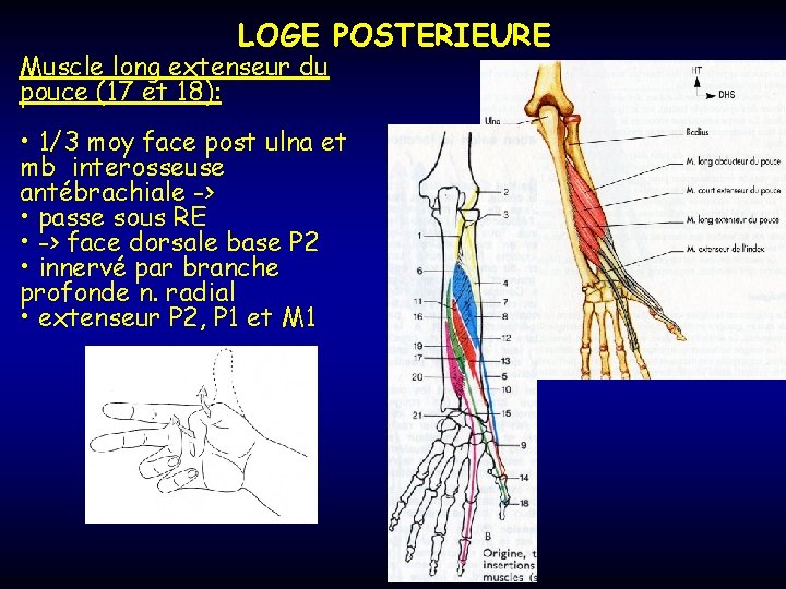 LOGE POSTERIEURE Muscle long extenseur du pouce (17 et 18): • 1/3 moy face