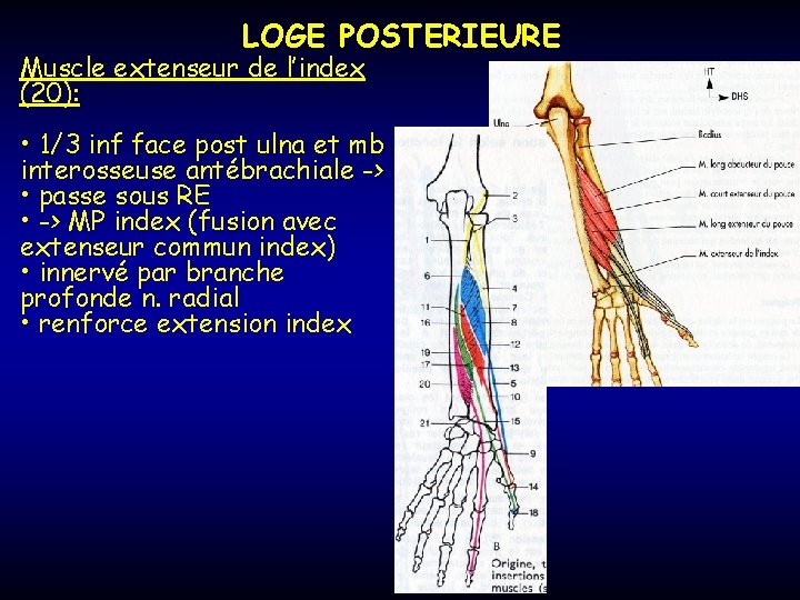 LOGE POSTERIEURE Muscle extenseur de l’index (20): • 1/3 inf face post ulna et