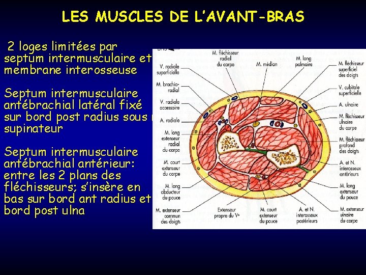 LES MUSCLES DE L’AVANT-BRAS 2 loges limitées par septum intermusculaire et membrane interosseuse Septum