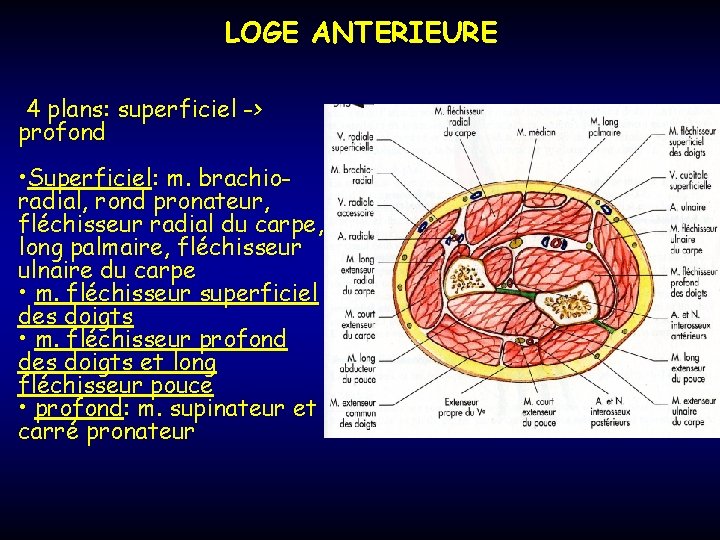 LOGE ANTERIEURE 4 plans: superficiel -> profond • Superficiel: m. brachioradial, rond pronateur, fléchisseur