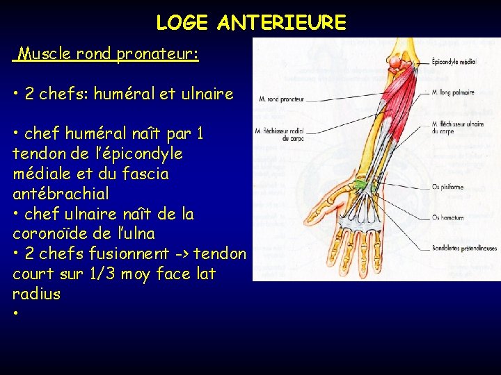LOGE ANTERIEURE Muscle rond pronateur: • 2 chefs: huméral et ulnaire • chef huméral