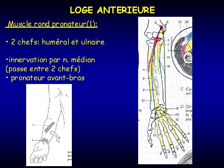 LOGE ANTERIEURE Muscle rond pronateur(1): • 2 chefs: huméral et ulnaire • innervation par