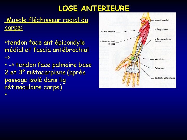 LOGE ANTERIEURE Muscle fléchisseur radial du carpe: • tendon face ant épicondyle médial et