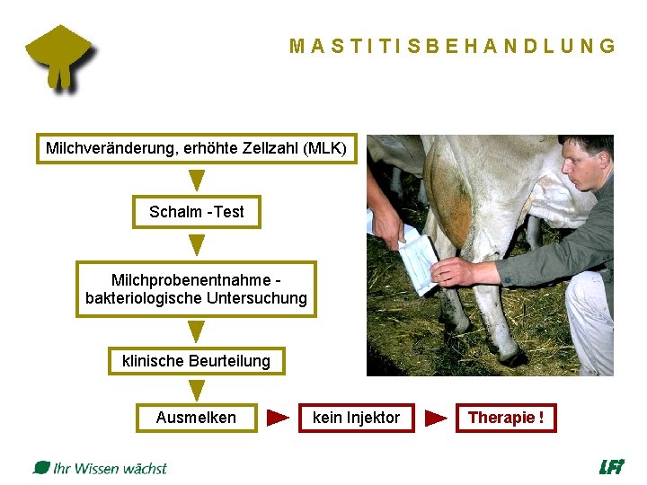 MASTITISBEHANDLUNG Milchveränderung, erhöhte Zellzahl (MLK) Schalm -Test Milchprobenentnahme bakteriologische Untersuchung klinische Beurteilung Ausmelken kein