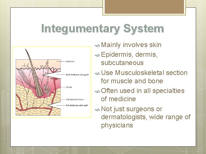 Integumentary System Mainly involves skin Epidermis, subcutaneous Use Musculoskeletal section for muscle and bone