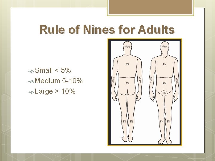 Rule of Nines for Adults Small < 5% Medium 5 -10% Large > 10% Rule of Nines for Adults Small < 5% Medium 5 -10% Large > 10%