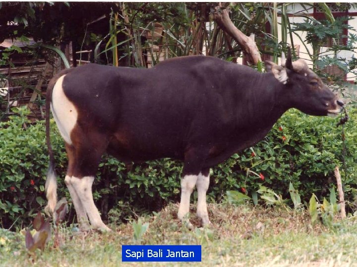 Sapi Bali Jantan 