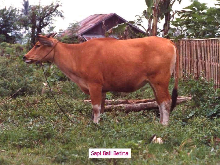 Sapi Bali Betina 