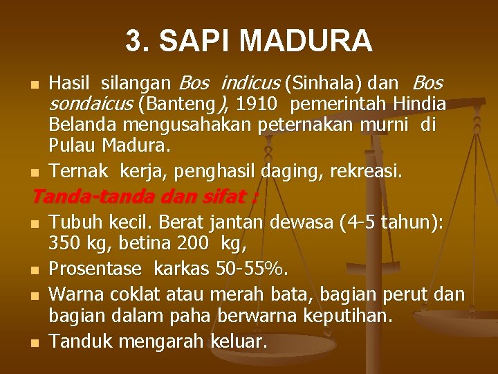 3. SAPI MADURA n n Hasil silangan Bos indicus (Sinhala) dan Bos sondaicus (Banteng),