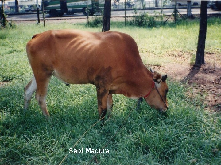 Sapi Madura 