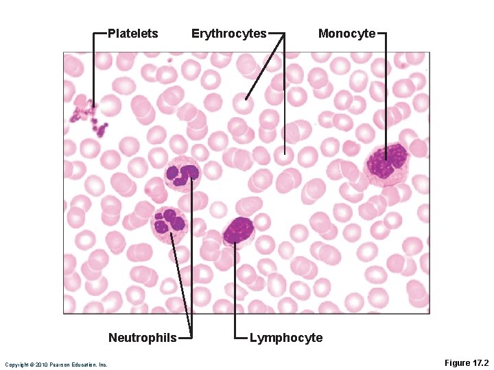 Platelets Neutrophils Copyright © 2010 Pearson Education, Inc. Erythrocytes Monocyte Lymphocyte Figure 17. 2