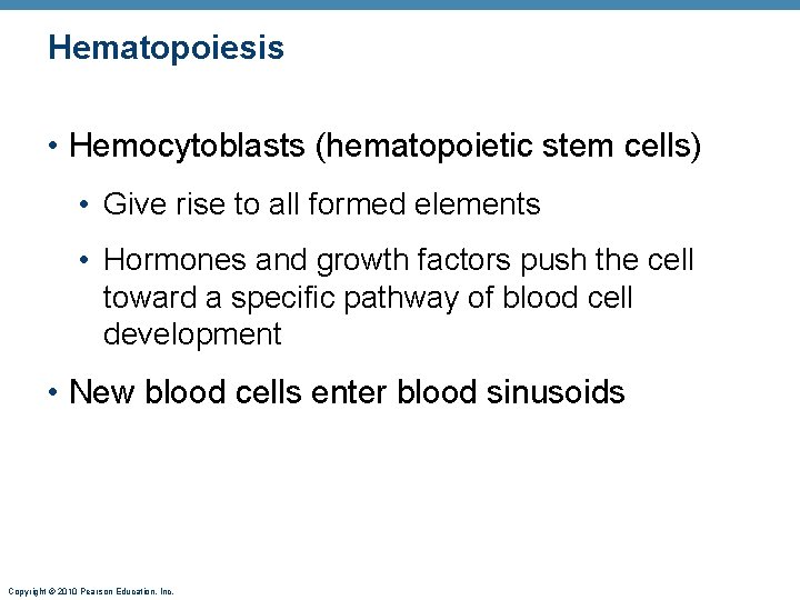 Hematopoiesis • Hemocytoblasts (hematopoietic stem cells) • Give rise to all formed elements •