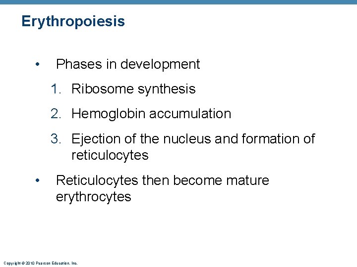 Erythropoiesis • Phases in development 1. Ribosome synthesis 2. Hemoglobin accumulation 3. Ejection of