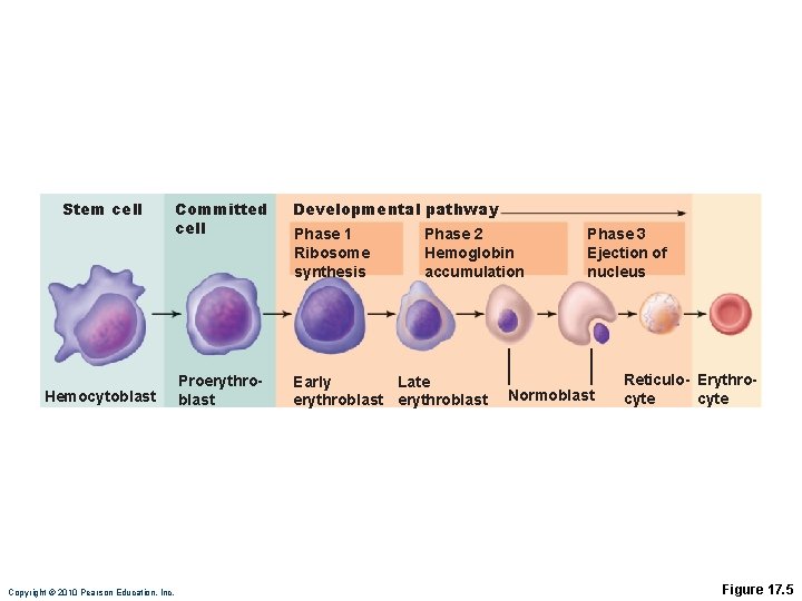Stem cell Hemocytoblast Copyright © 2010 Pearson Education, Inc. Committed cell Developmental pathway Proerythroblast