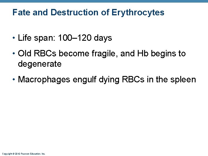 Fate and Destruction of Erythrocytes • Life span: 100– 120 days • Old RBCs