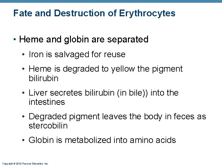 Fate and Destruction of Erythrocytes • Heme and globin are separated • Iron is