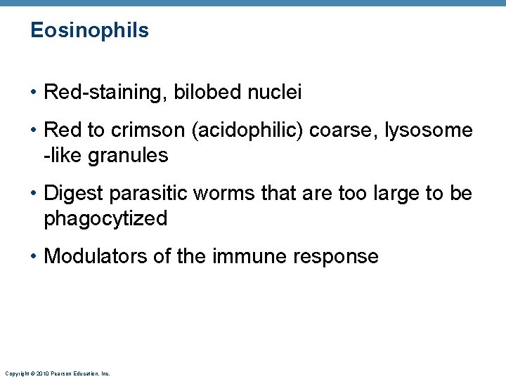 Eosinophils • Red-staining, bilobed nuclei • Red to crimson (acidophilic) coarse, lysosome -like granules