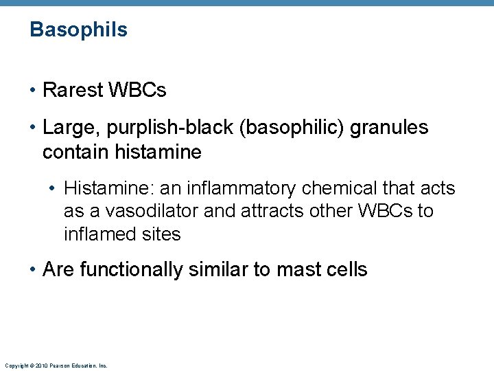 Basophils • Rarest WBCs • Large, purplish-black (basophilic) granules contain histamine • Histamine: an