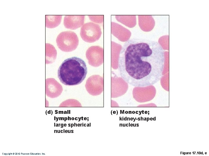 (d) Small lymphocyte; large spherical nucleus Copyright © 2010 Pearson Education, Inc. (e) Monocyte;