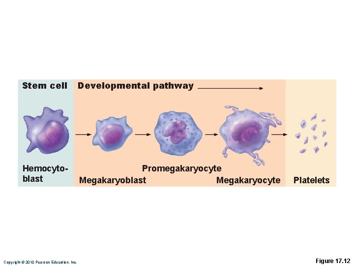 Stem cell Developmental pathway Hemocytoblast Promegakaryocyte Megakaryoblast Megakaryocyte Copyright © 2010 Pearson Education, Inc.