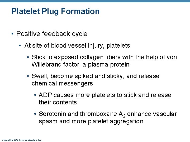 Platelet Plug Formation • Positive feedback cycle • At site of blood vessel injury,