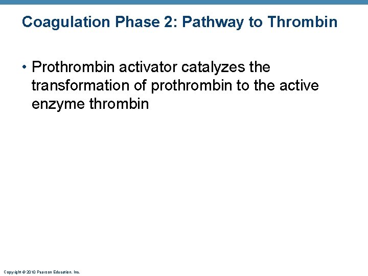 Coagulation Phase 2: Pathway to Thrombin • Prothrombin activator catalyzes the transformation of prothrombin