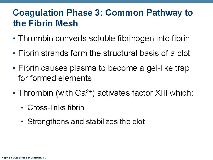 Coagulation Phase 3: Common Pathway to the Fibrin Mesh • Thrombin converts soluble fibrinogen