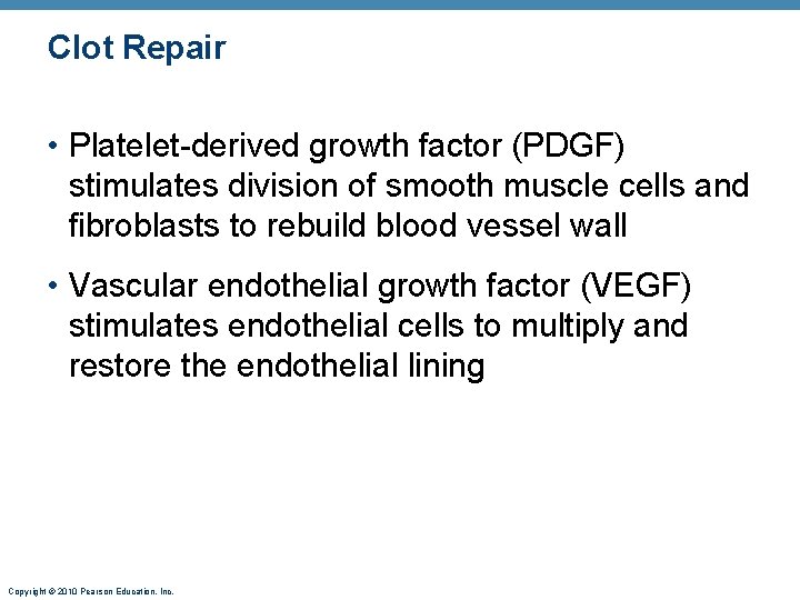 Clot Repair • Platelet-derived growth factor (PDGF) stimulates division of smooth muscle cells and