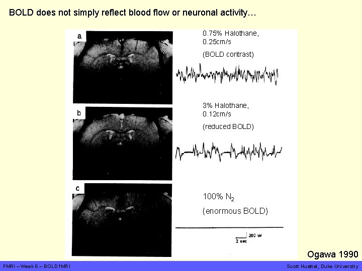 BOLD does not simply reflect blood flow or neuronal activity… 0. 75% Halothane, 0.