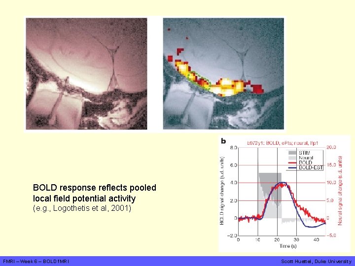 BOLD response reflects pooled local field potential activity (e. g. , Logothetis et al,