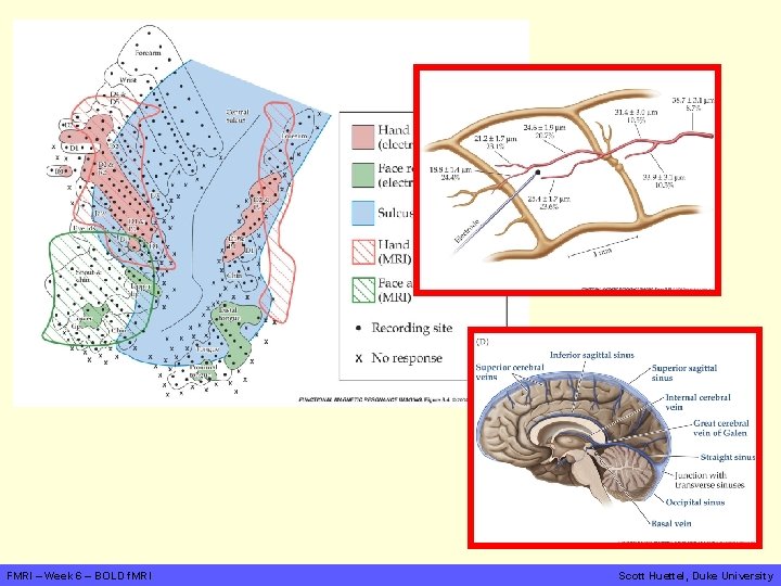 FMRI – Week 6 – BOLD f. MRI Scott Huettel, Duke University 