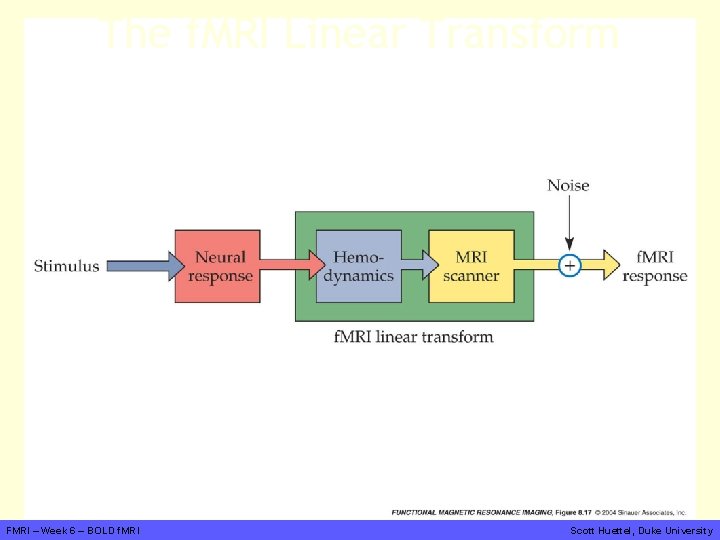 The f. MRI Linear Transform FMRI – Week 6 – BOLD f. MRI Scott