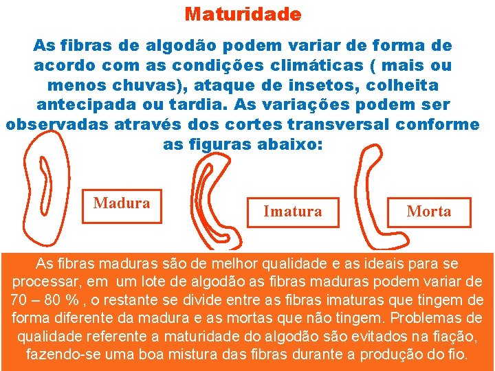 Maturidade As fibras de algodão podem variar de forma de acordo com as condições