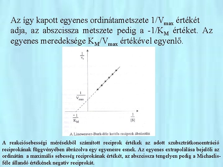 Az így kapott egyenes ordinátametszete 1/Vmax értékét adja, az abszcissza metszete pedig a -1/KM