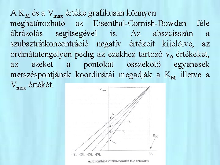 A KM és a Vmax értéke grafikusan könnyen meghatározható az Eisenthal-Cornish-Bowden féle ábrázolás segítségével