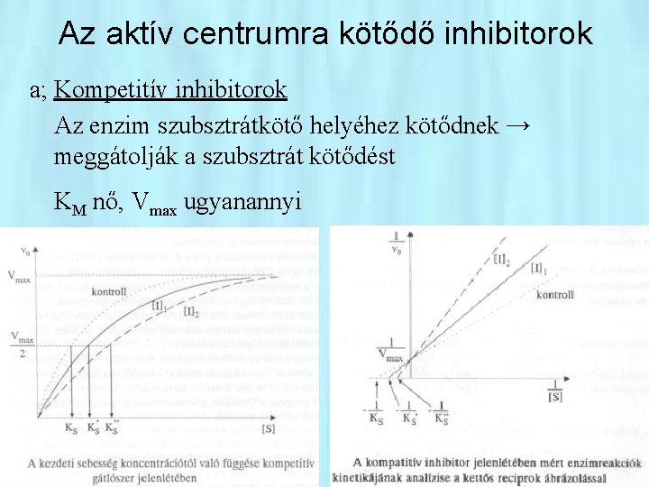 Az aktív centrumra kötődő inhibitorok a; Kompetitív inhibitorok Az enzim szubsztrátkötő helyéhez kötődnek →