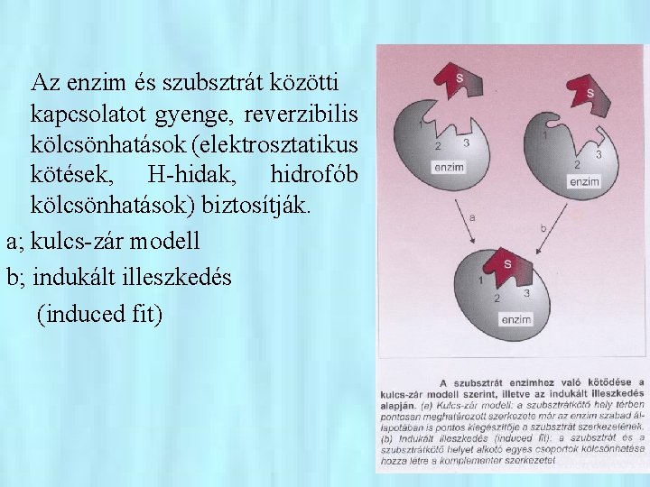 Az enzim és szubsztrát közötti kapcsolatot gyenge, reverzibilis kölcsönhatások (elektrosztatikus kötések, H-hidak, hidrofób kölcsönhatások)