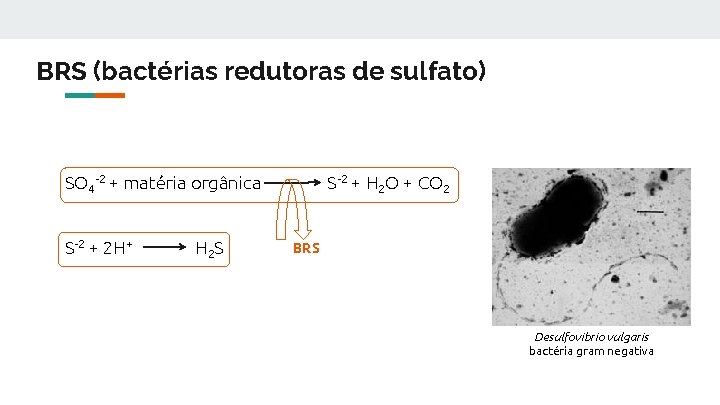 BRS (bactérias redutoras de sulfato) SO 4 -2 + matéria orgânica S-2 + 2