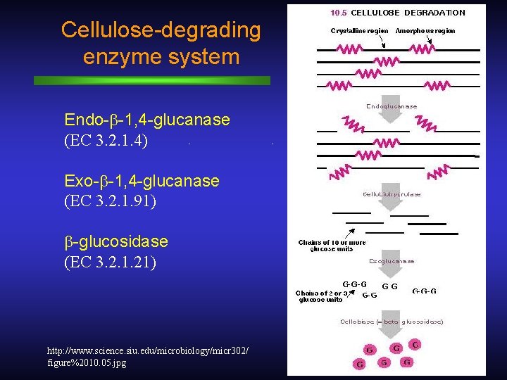 Cellulose-degrading enzyme system Endo-b-1, 4 -glucanase (EC 3. 2. 1. 4) Exo-b-1, 4 -glucanase