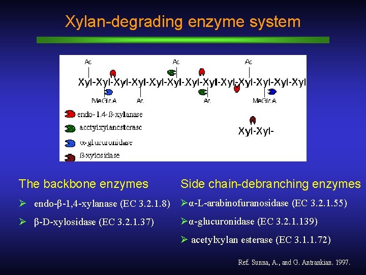 Xylan-degrading enzyme system The backbone enzymes Side chain-debranching enzymes Ø endo-β-1, 4 -xylanase (EC