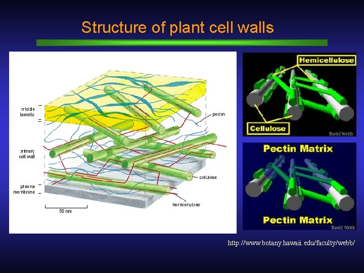 Structure of plant cell walls http: //www. botany. hawaii. edu/faculty/webb/ 
