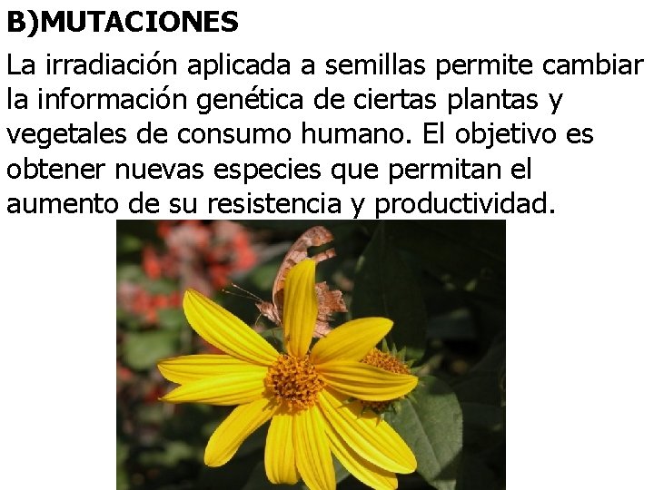 B)MUTACIONES La irradiación aplicada a semillas permite cambiar la información genética de ciertas plantas