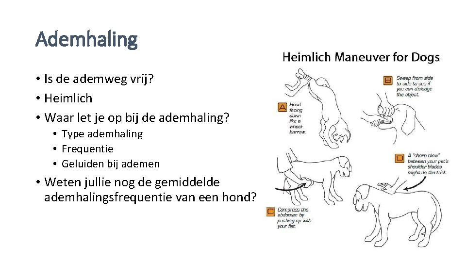 Ademhaling • Is de ademweg vrij? • Heimlich • Waar let je op bij