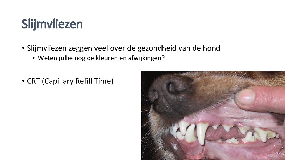 Slijmvliezen • Slijmvliezen zeggen veel over de gezondheid van de hond • Weten jullie