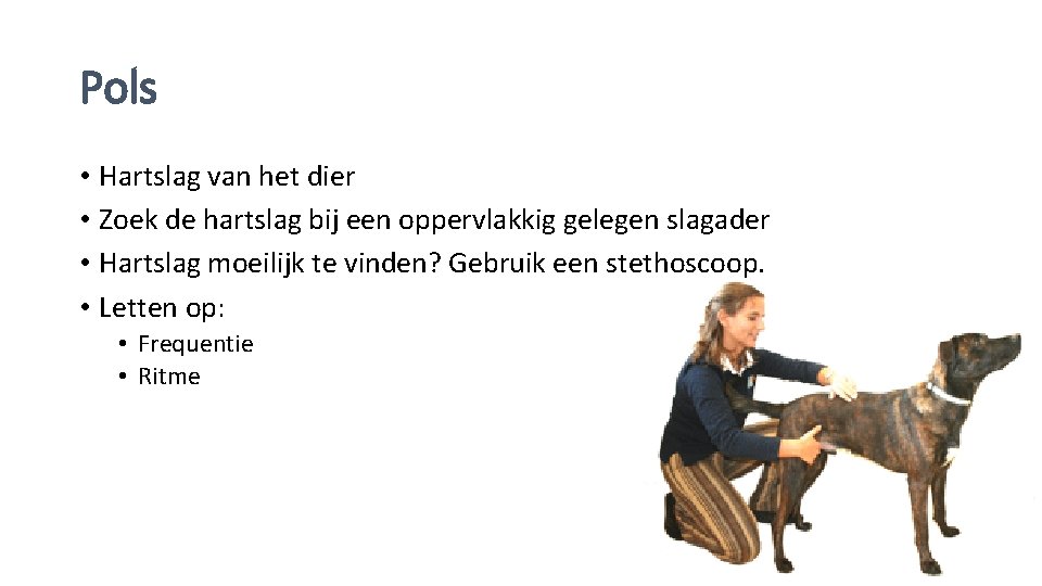Pols • Hartslag van het dier • Zoek de hartslag bij een oppervlakkig gelegen