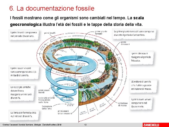 6. La documentazione fossile I fossili mostrano come gli organismi sono cambiati nel tempo.
